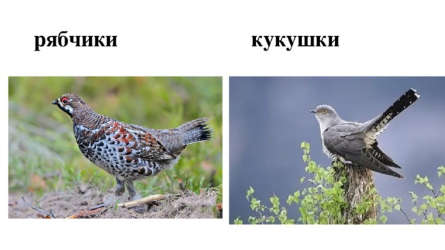 рябчики кукушки 