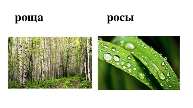 роща росы 