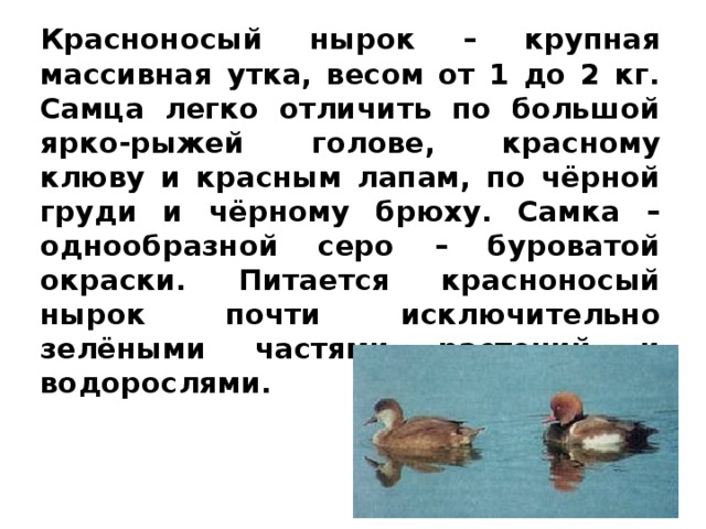 Красноносый нырок – крупная массивная утка, весом от 1 до 2 кг. Самца легко отличить по большой ярко-рыжей голове, красному клюву и красным лапам, по чёрной груди и чёрному брюху. Самка – однообразной серо – буроватой окраски. Питается красноносый нырок почти исключительно зелёными частями растений и водорослями. 