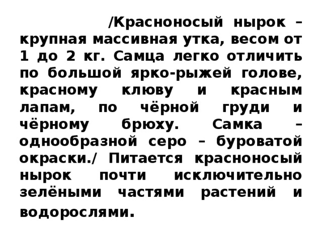  /Красноносый нырок – крупная массивная утка, весом от 1 до 2 кг. Самца легко отличить по большой ярко-рыжей голове, красному клюву и красным лапам, по чёрной груди и чёрному брюху. Самка – однообразной серо – буроватой окраски./ Питается красноносый нырок почти исключительно зелёными частями растений и водорослями . 