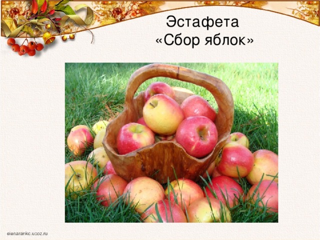  Эстафета  «Сбор яблок» 