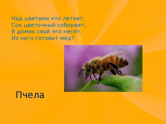 Над цветами кто летает, Сок цветочный собирает, В домик свой его несёт, Из него готовит мёд? Пчела 