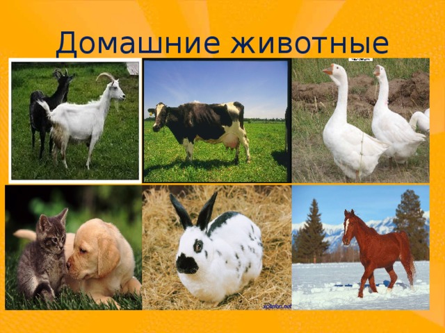 Домашние животные 