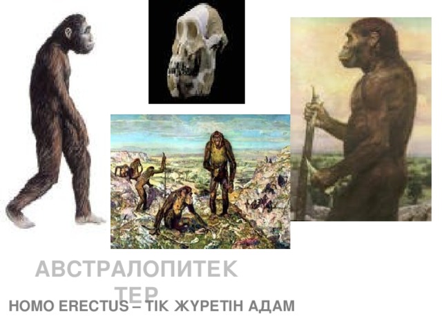 АВСТРАЛОПИТЕКТЕР  HOMO ERECTUS – ТІК ЖҮРЕТІН АДАМ 