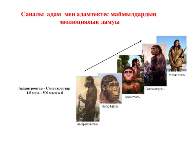 Саналы адам мен адамтектес маймылдардың эволюциялық дамуы     Архантроптар - Синантроптар 1,5 млн. - 500 мың ж.б 