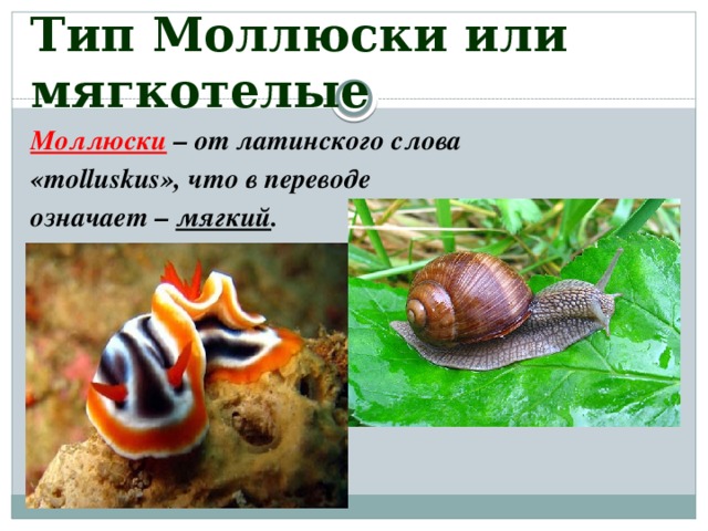 Тип Моллюски или мягкотелые Моллюски  – от латинского слова «molluskus», что в переводе означает – мягкий . 