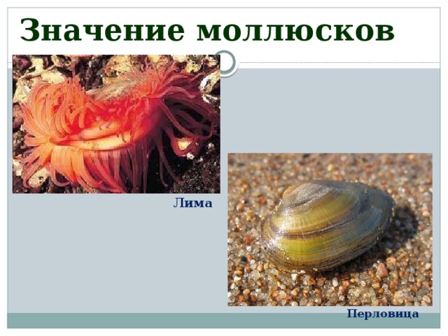 Значение моллюсков Лима Перловица 