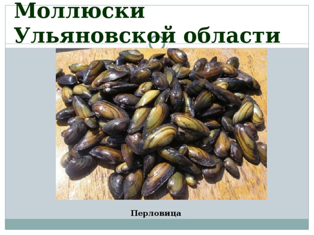 Моллюски Ульяновской области Перловица 