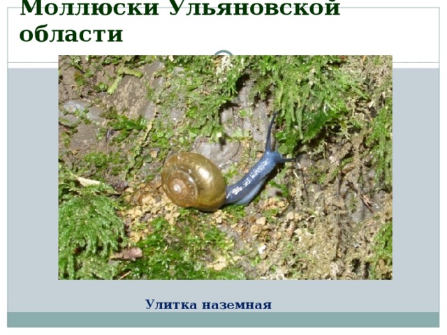 Моллюски Ульяновской области Улитка наземная 