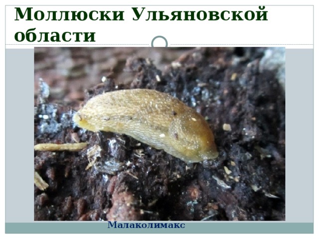 Моллюски Ульяновской области Малаколимакс 