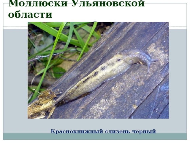 Моллюски Ульяновской области Краснокнижный слизень черный 
