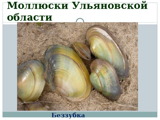 Моллюски Ульяновской области Беззубка 
