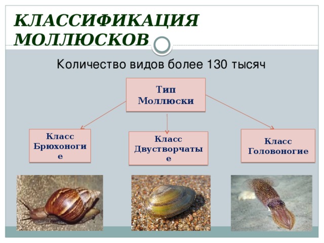 Различие моллюсков