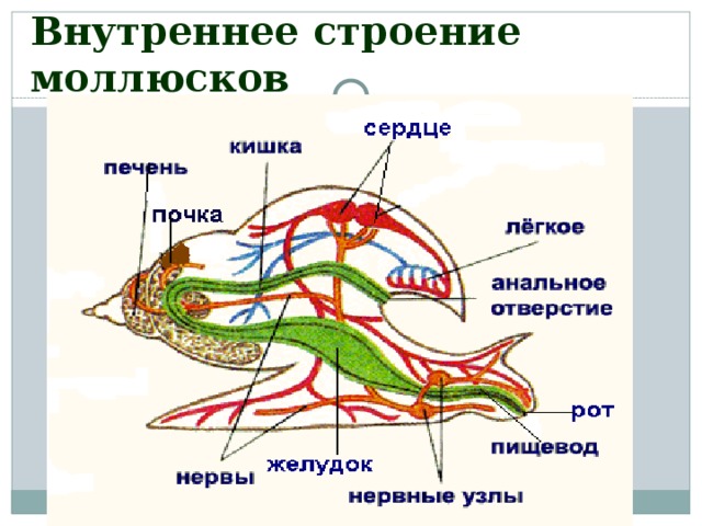 Внутреннее строение моллюсков 