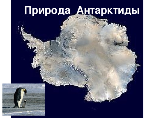 Природа Антарктиды 
