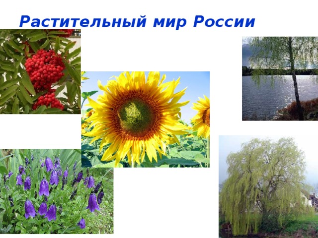 Растительный мир России 
