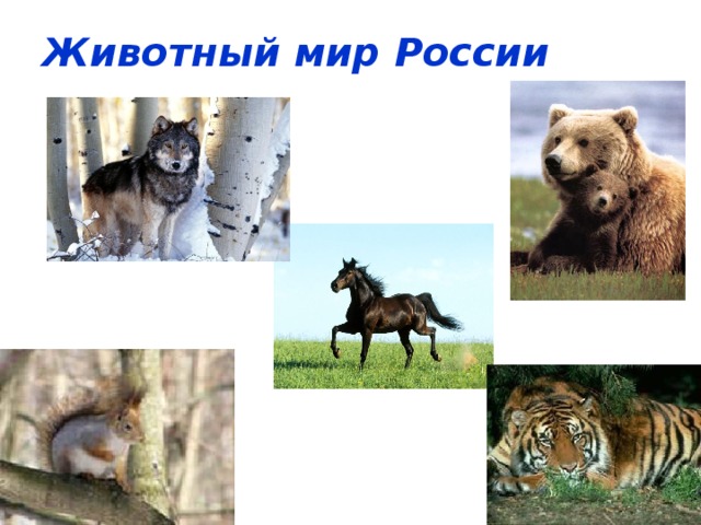 Животный мир России 
