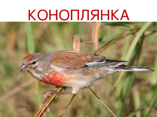 КОНОПЛЯНКА 