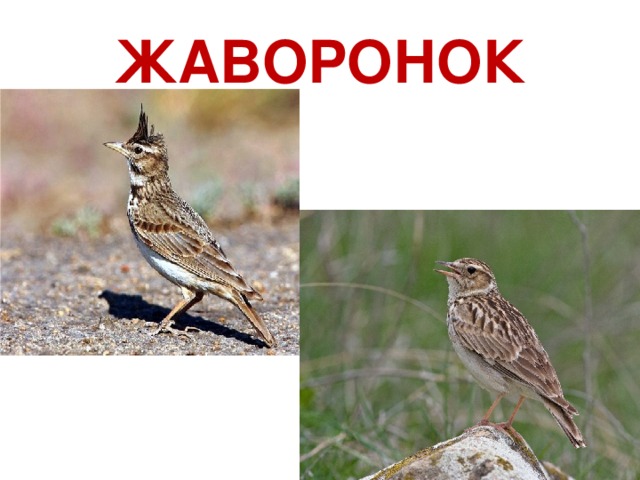 ЖАВОРОНОК 