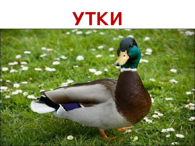 УТКИ 