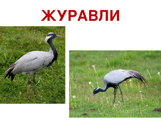 ЖУРАВЛИ 