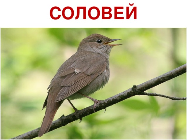 СОЛОВЕЙ 