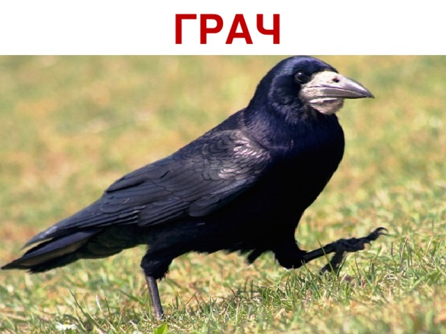 ГРАЧ 