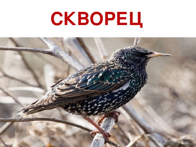 СКВОРЕЦ 