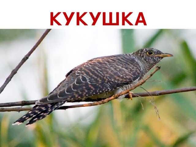 КУКУШКА 