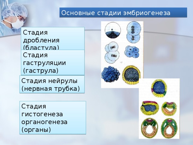 Основные стадии эмбриогенеза Стадия дробления (бластула) Стадия гаструляции (гаструла) Стадия нейрулы (нервная трубка) Стадия гистогенеза органогенеза (органы) 