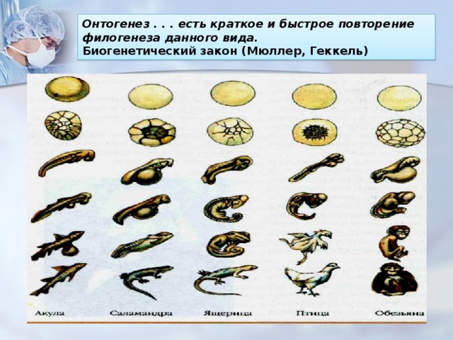 Онтогенез . . . есть краткое и быстрое повторение филогенеза данного вида.  Биогенетический закон (Мюллер, Геккель) 