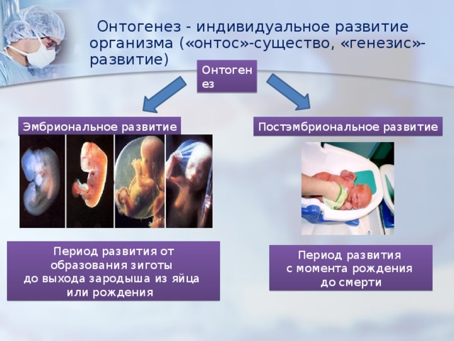  Онтогенез - индивидуальное развитие организма («онтос»-существо, «генезис»-развитие) Онтогенез Эмбриональное развитие Постэмбриональное развитие Период развития от образования зиготы до выхода зародыша из яйца или рождения Период развития с момента рождения до смерти 