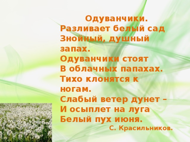 Одуванчики. Разливает белый сад Знойный, душный запах. Одуванчики стоят В облачных папахах. Тихо клонятся к ногам. Слабый ветер дунет – И осыплет на луга Белый пух июня. С. Красильников.  