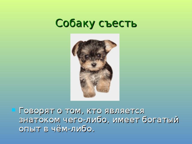 Собаку съесть Говорят о том, кто является знатоком чего-либо, имеет богатый опыт в чём-либо. 