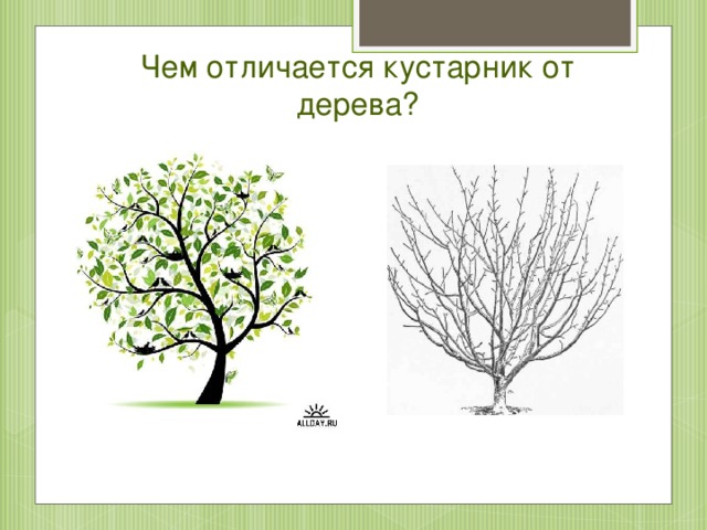 Чем отличается кустарник от дерева?