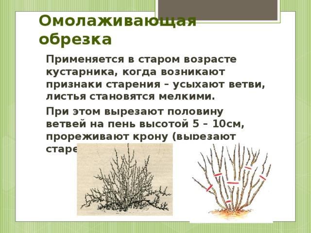 Омолаживающая обрезка Применяется в старом возрасте кустарника, когда возникают признаки старения – усыхают ветви, листья становятся мелкими. При этом вырезают половину ветвей на пень высотой 5 – 10см, прореживают крону (вырезают стареющие ветки)