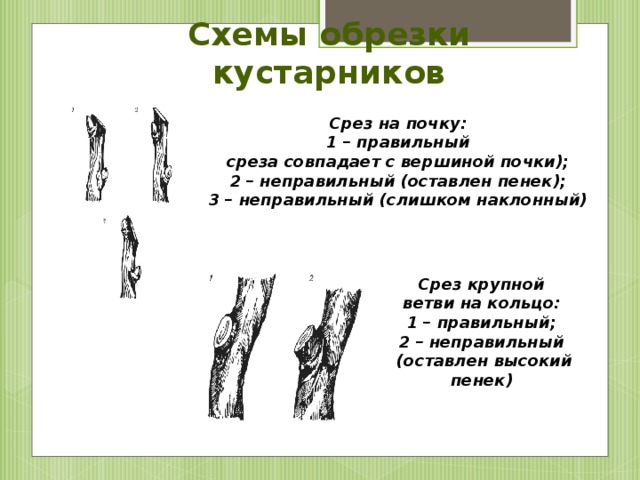 Схемы обрезки кустарников Срез на почку:  1 – правильный  среза совпадает с вершиной почки); 2 – неправильный (оставлен пенек);  3 – неправильный (слишком наклонный)  Срез крупной ветви на кольцо: 1 – правильный; 2 – неправильный (оставлен высокий пенек)