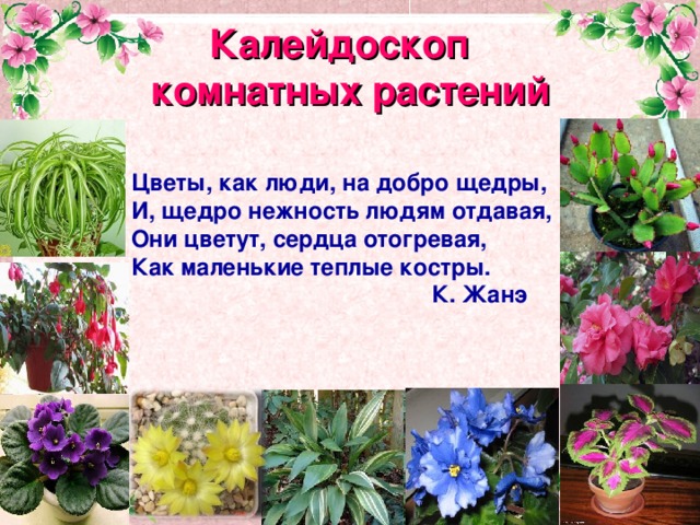 Калейдоскоп  комнатных растений Цветы, как люди, на добро щедры, И, щедро нежность людям отдавая, Они цветут, сердца отогревая, Как маленькие теплые костры.  К. Жанэ