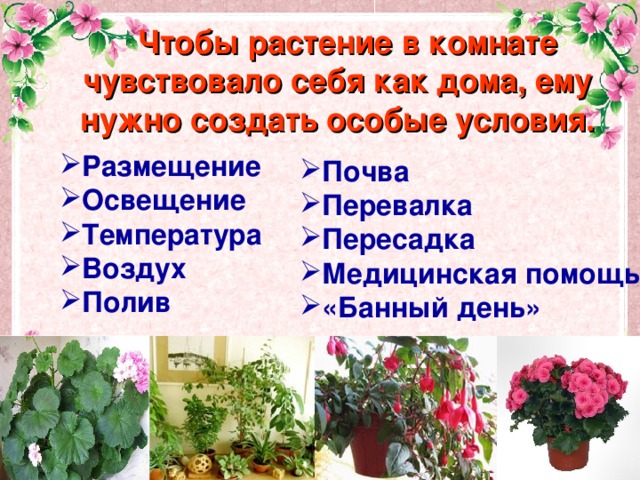 Чтобы растение в комнате чувствовало себя  как дома, ему нужно создать особые условия.