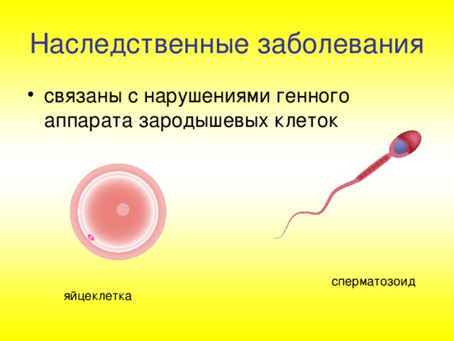 Наследственные заболевания сперматозоид яйцеклетка 