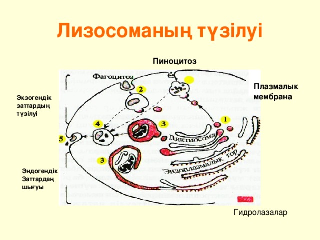 Лизосоманың түзілуі Пиноцитоз  Плазмалык мембрана Экзогендік заттардың түзілуі Э н догендік Заттарда ң шығуы Гидролазалар 