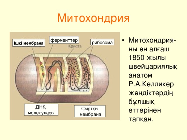 Митохондрия Митохондрия - ны ең алғаш 1850 жылы швейцариялық анатом Р.А.Келликер жәндіктердің бұлшық еттерінен тапқан. ферменттер Ішкі мембрана рибосома ДНҚ молекуласы Сыртқы  мембрана 
