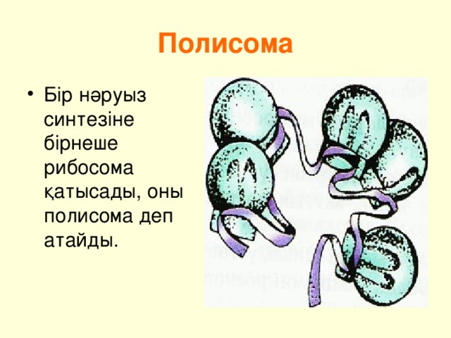 Полисома Бір нәруыз синтезіне бірнеше рибосома қатысады, оны полисома деп атайды. 