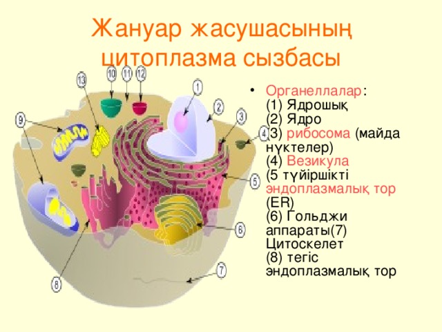 Жануар жасушасының цитоплазма сызбасы Органеллалар :  (1) Ядрошық  (2) Ядро  (3) рибосома (майда нүктелер)  (4) Везикула  (5 түйіршікті эндоплазмалық тор (ER)  (6) Гольджи аппараты(7) Цитоскелет  (8) тегіс эндоплазмалық тор    
