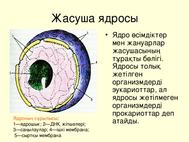 Жасуша ядросы Ядро өсімдіктер мен жануарлар жасушасының тұрақты бөлігі. Ядросы толық жетілген организмдерді эукариоттар, ал ядросы жетілмеген организмдерді прокариоттар деп атайды. Ядроның кұрылысы : 1—ядрошык; 2—ДНҚ жіпшелері; 3—саңылаулар; 4—ішкі мембрана;  5—сыртқы мембрана 