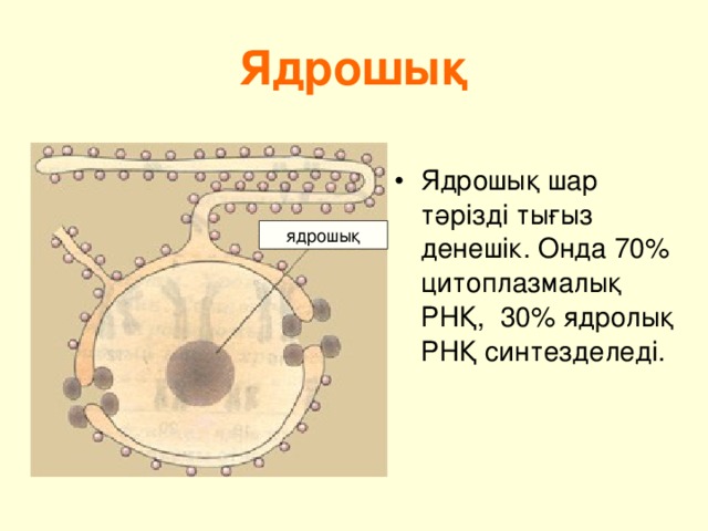 Ядрошық Ядрошық шар тәрізді тығыз денешік. Онда 70% цитоплазмалық РНҚ, 30% ядролық РНҚ синтезделеді. ядрошық 