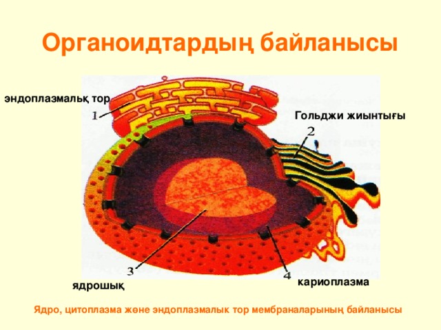 Органоидтардың байланысы эндоплазмальқ тор Гольджи жиынтығы кариоплазма ядрошық Ядро, цитоплазма жөне эндоплазмалык тор мембраналарының байланысы  