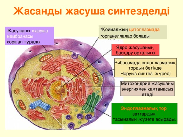 Жасанды жасуша синтезделді Қоймалжың цитоплазмада  органеллалар болады Жасушаны жасуша мембранасы қоршап тұрады Ядро жасушаның басқару орталығы Рибосомада эндоплазмалық тордың бетінде Нәруыз синтезі жүреді Митохондрия жасушаны энергиямен қамтамасыз етеді Эндоплазмалық тор  заттардың тасымалын жүзеге асырады. Эндоплазмалық тор заттардың тасымалын жүзеге асырады Эндоплазмалық тор заттардың тасымалын жүзеге асырады Эндоплазмалық тор заттардың тасымалын жүзеге асырады Эндоплазмалық тор заттардың тасымалын жүзеге асырады Эндоплазмалық тор заттардың тасымалын жүзеге асырады 