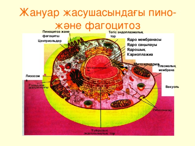 Жануар жасушасындағы пино- және фагоцитоз Пиноцитоз және фагоцитш Тегіс эндоплазмалық тор  Ядро мембранасы Ядро саңылауы Ядрошық Кариоплажиа   Митохондрия Центриольдер Плазмалық  мембрана Тегіс эндоплазмалық тор Лизосома Ваку оль 