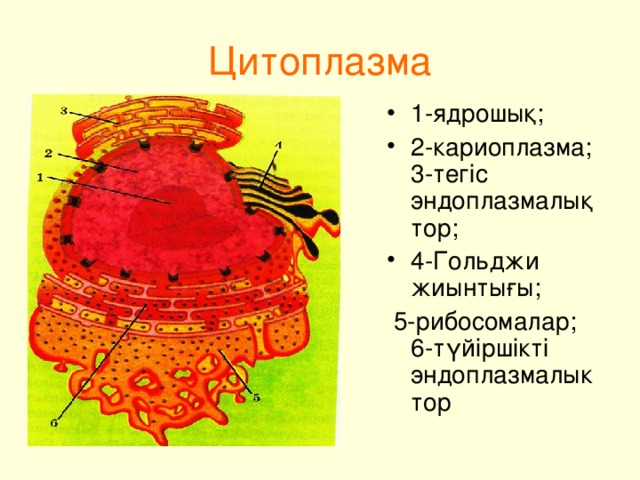 Цитоплазма 1-ядрошы қ ; 2-кариоплазма; 3-тегіс эндоплазмалық тор; 4-Гольджи жиынты ғ ы;  5-рибосомалар; 6-түйіршікті эндоплазмалык тор 
